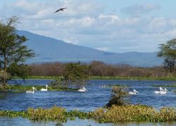 Lake Naivasha