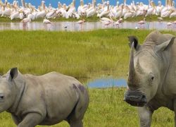 Lake Nakuru National Park