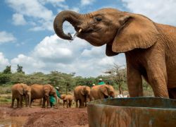 Nairobi Animal Orphanage in Nairobi
