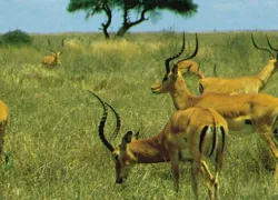 Nairobi National Park
