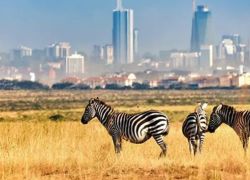 Wildlife Safari at Nairobi National Park