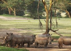 Arawale National Reserve in Garissa