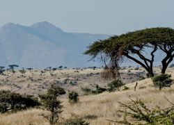 Garissa Community Giraffe Sanctuary in Garissa