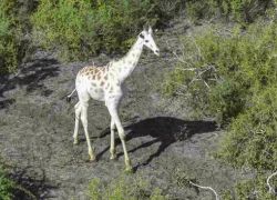 Ishaqbini Hirola Conservancy in Garissa