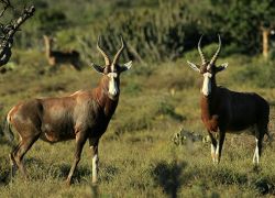 Saiwa Swamp National Park in Kitale