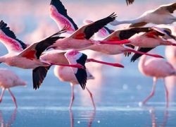 Lake Bogoria in Nakuru