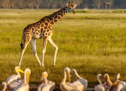 Soysambu Conservancy in Nakuru
