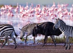Lake Nakuru National Park in Nakuru
