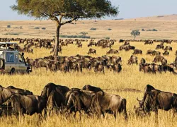 Masai Mara National Reserve in Narok
