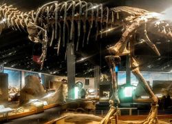 Royal Tyrrell Museum in Alberta