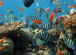 Aqaba Aquarium in Aqaba