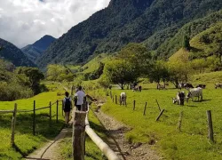 Cocora Valley in Pereira