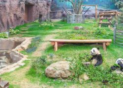 Macao Giant Panda Pavilion in Macau