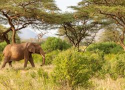 Inzovu Wildlife Sanctuary in Bulawayo