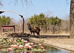 The Tshabalala Game Sanctuary in Bulawayo