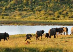 Hwange National Park in Harare