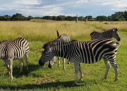 Mukuvisi Woodlands in Harare