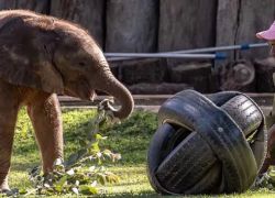 The Wild Is Life Sanctuary in Harare