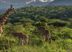 Serengeti National Park