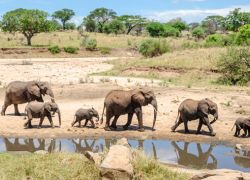 Tarangire National Park