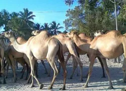 Dar Es Salaam Zoo in Dar-es-Salaam
