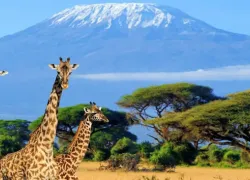 Nature Walking Safaris in Kilimanjaro