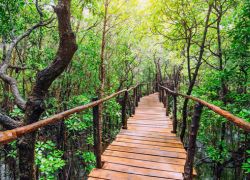 Misungwi Forest Reserve in Mwanza