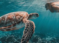 Jozani Sea Turtle Sanctuary