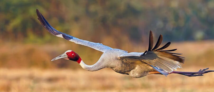 Lumbini Crane Sanctuary