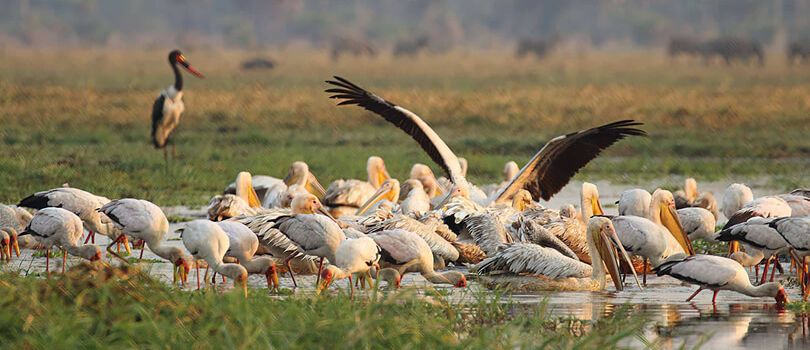 Rubondo Island National Park