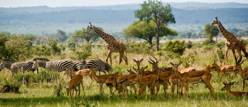 Mikumi National Park