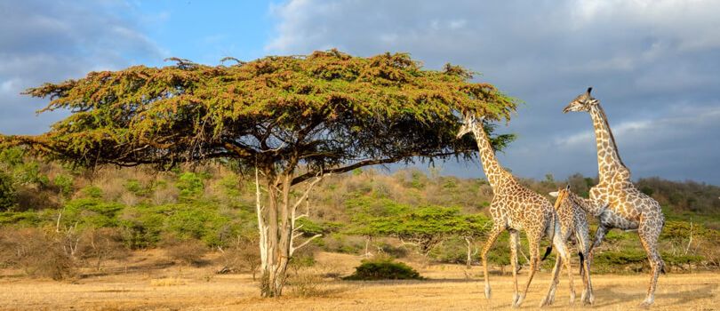 Selous National Park