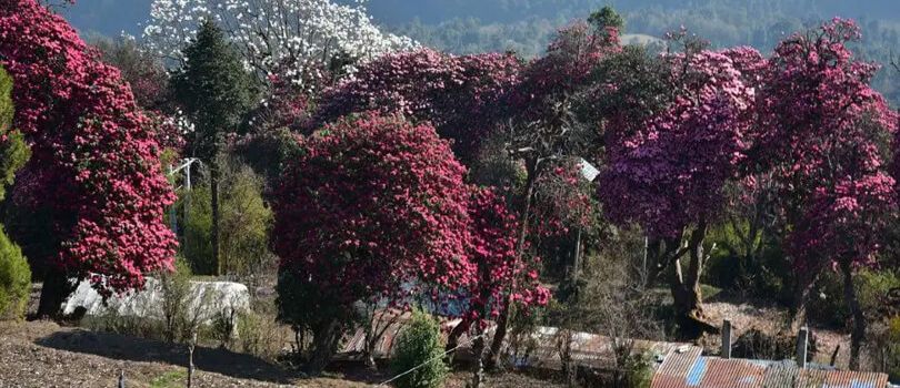 Rhododendron Forests