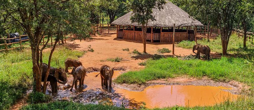 Lilayi Elephant Nursery