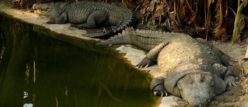 Amo Chhu Crocodile Breeding Centre