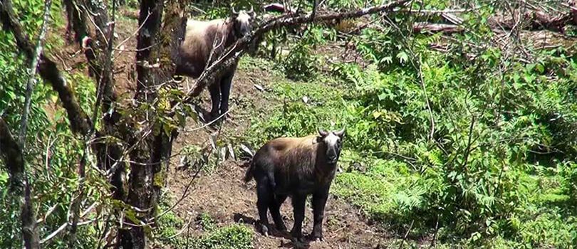 Sakteng Wildlife Sanctuary