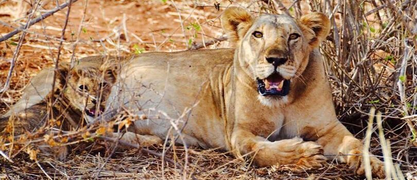 Bisanadi National Reserve