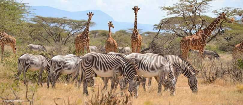 Samburu National Reserve