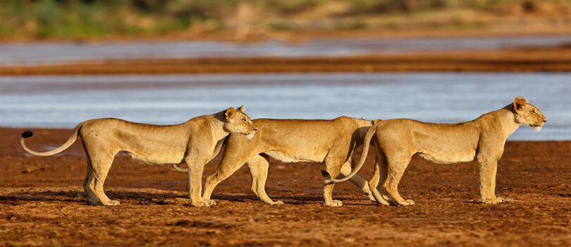 Shaba National Reserve