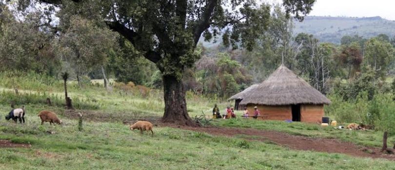 Chepkitale nature Reserve