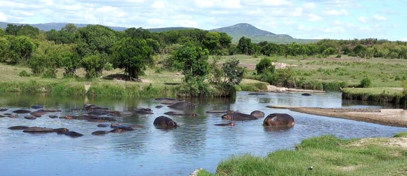 Hippo Pools