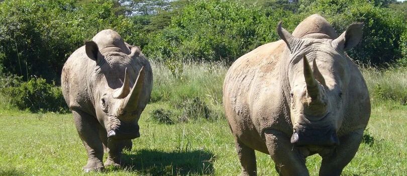 Mount Kenya Wildlife Conservancy