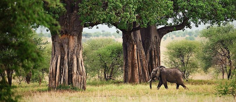 Tarangire National Park