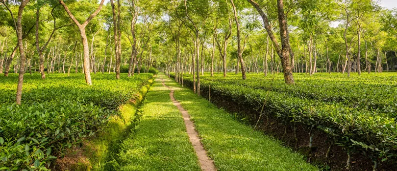 Tea Garden of Srimangal