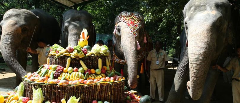 Yangon Zoological Gardens