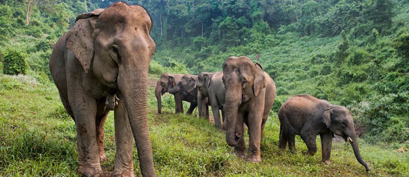 Elephant Village Sanctuary