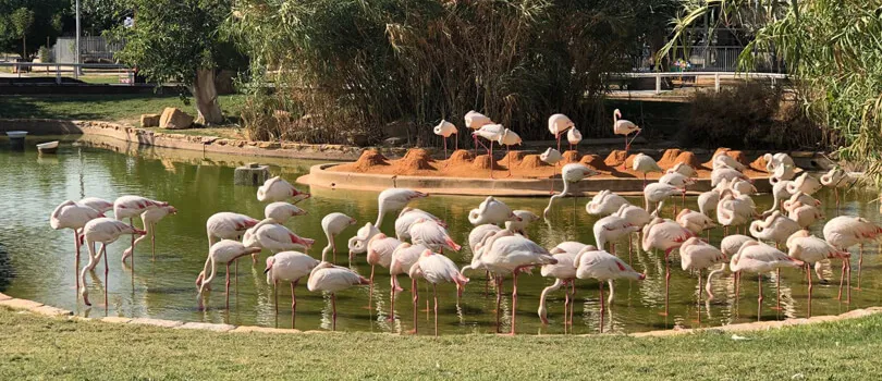 Riyadh Zoo