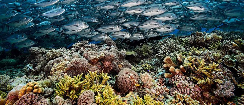 Tubbataha Reefs Natural Park