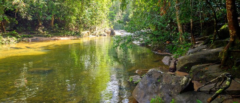 Sinharaja Forest Reserve