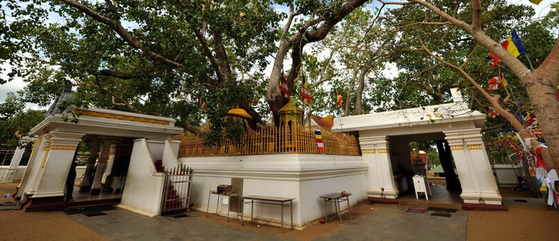 Sri Maha Bodhi